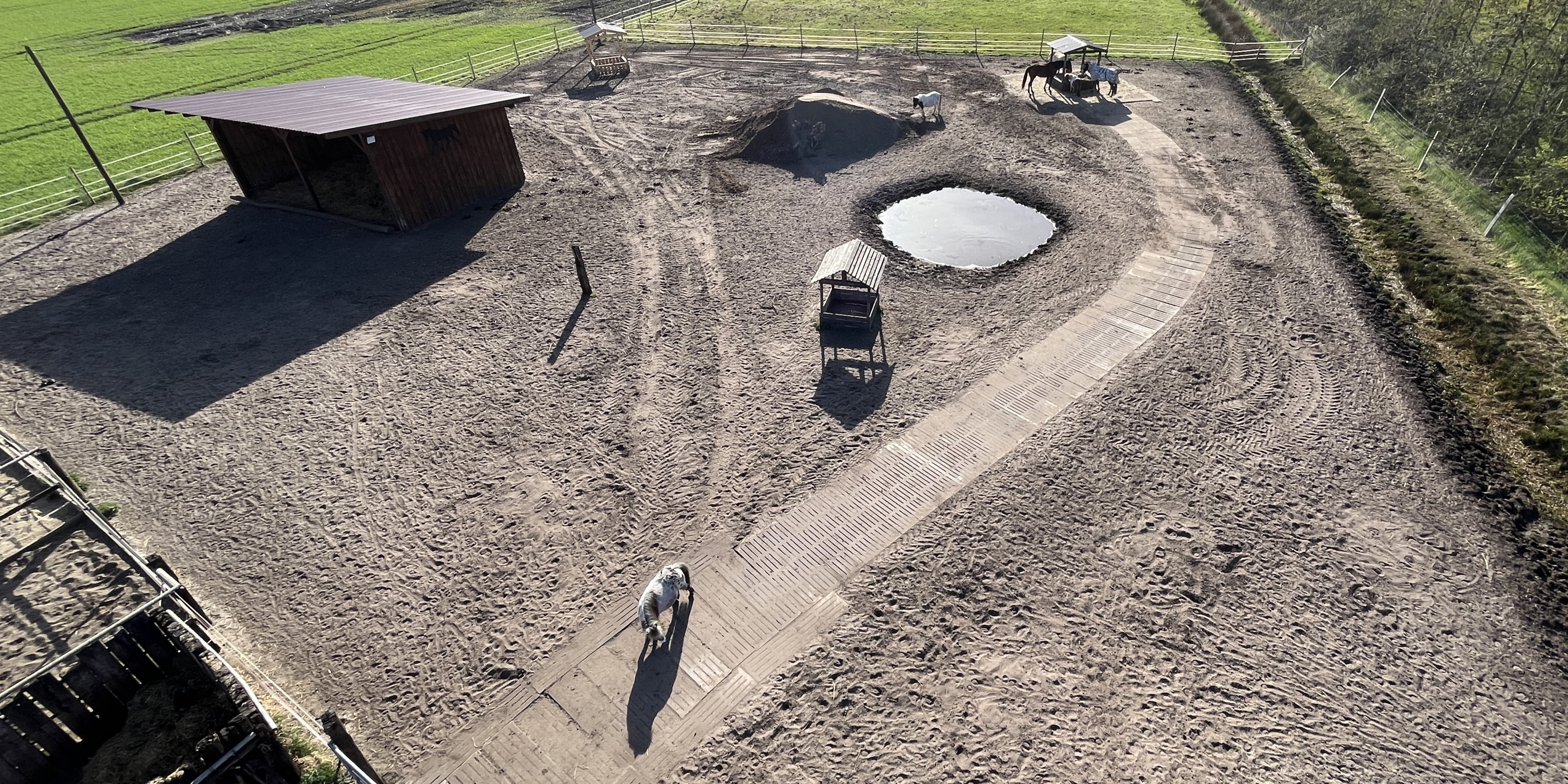 Stuten Gruppe am Heulager